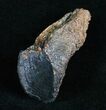 Huge, Unworn Triceratops Tooth - #4468-1